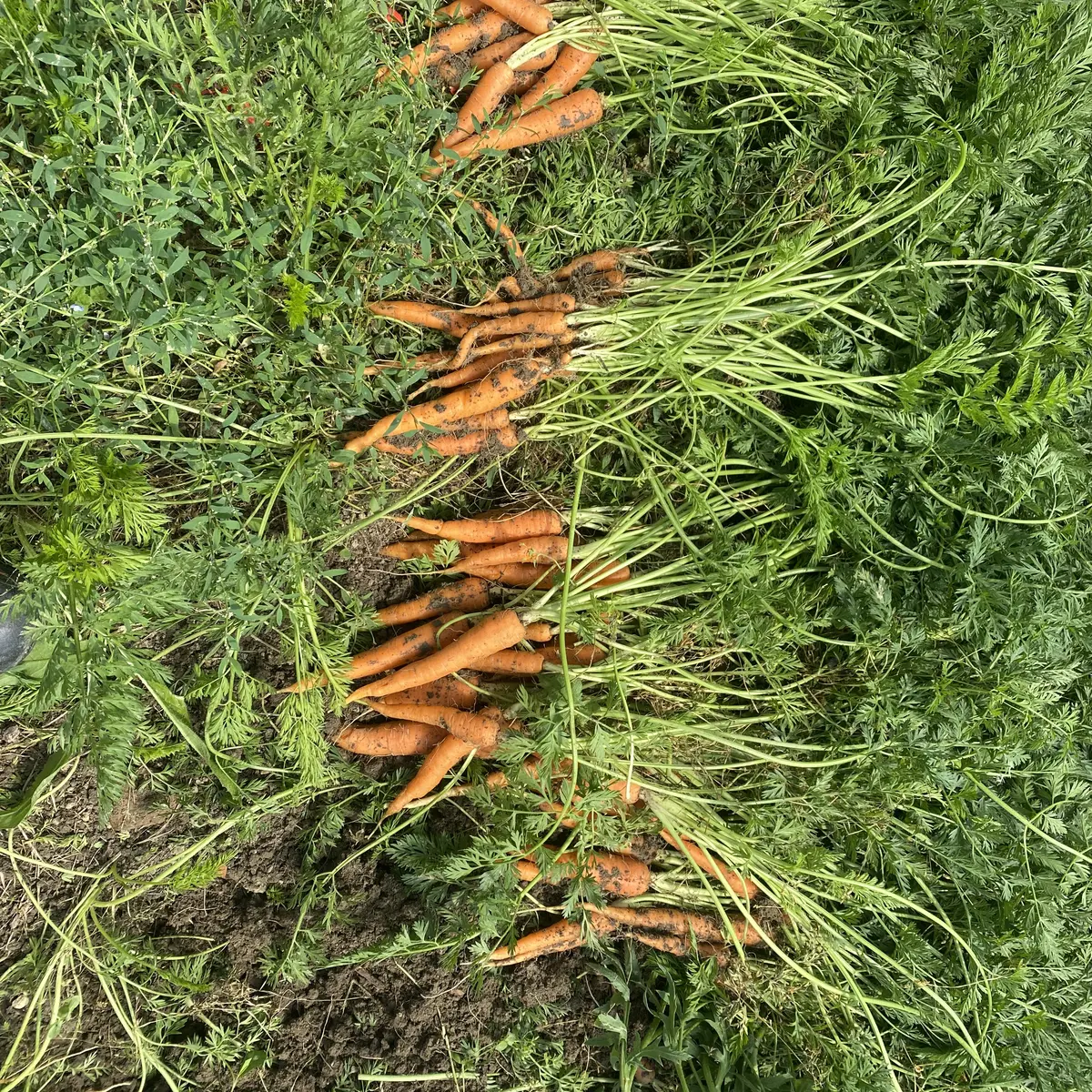 Récolte de carottes