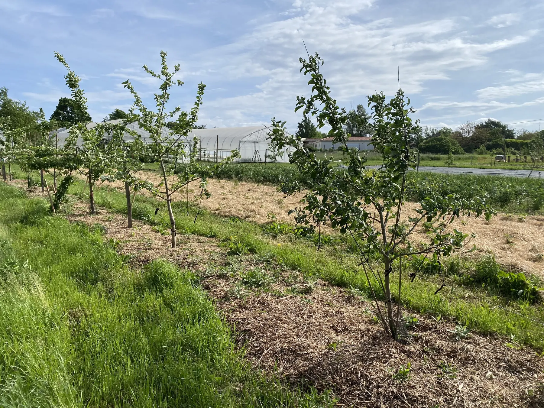 Rangée d’arbres fruitiers séparant les jardins maraîchers, avec les serres en arrière-plan