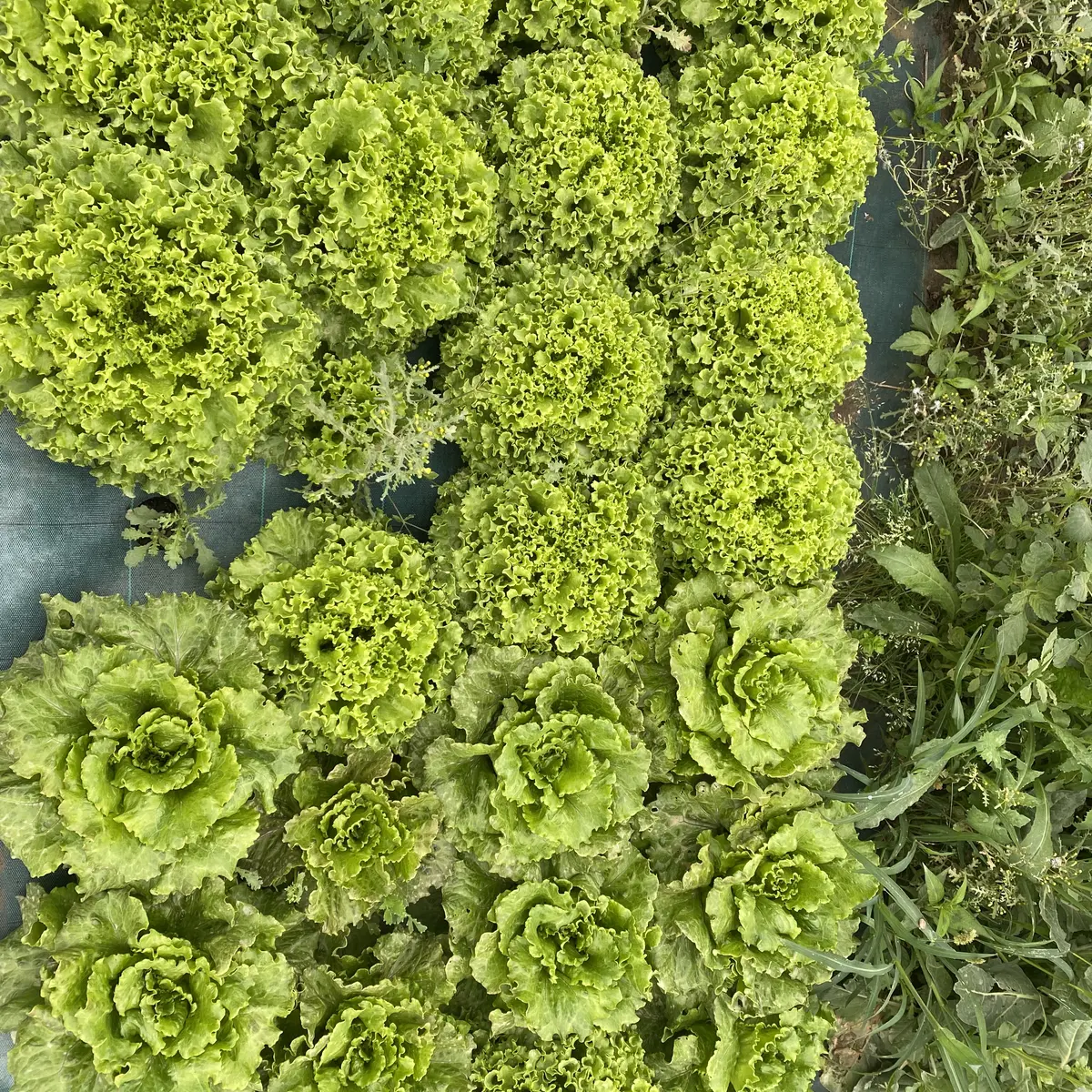 Salades cultivées en plein champ