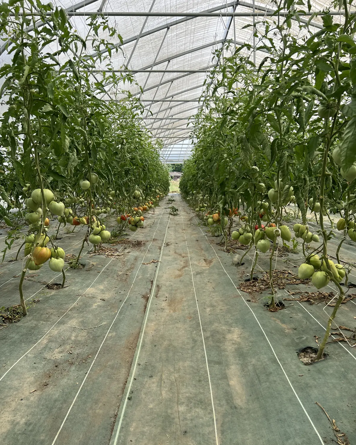 Rangs de tomates biologiques bien développés sous serre