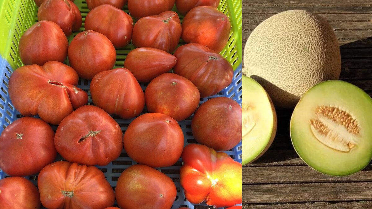 Tomates et melons, légumes biologiques de saison