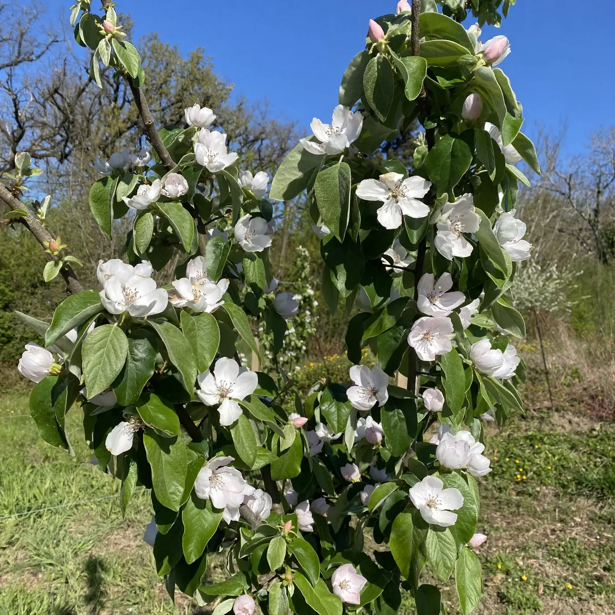 Arbre fruitier en fleurs